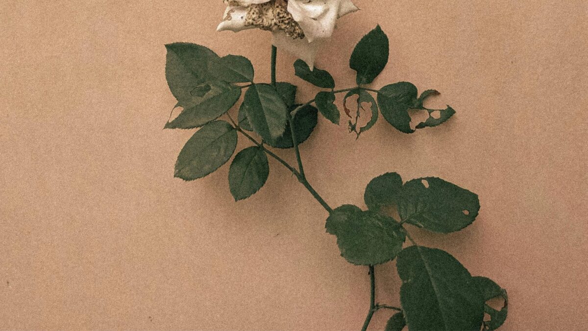 Steam 上的Cats Everywhere, image size:1200x675